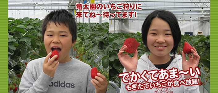 でかくてあまーい苺を食べにきてください。